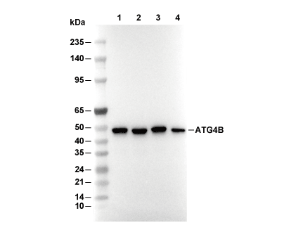ATG4B Antibody [P14M3] WB