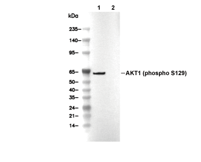 Phospho-Akt1 (Ser129) Antibody [K23C4] WB