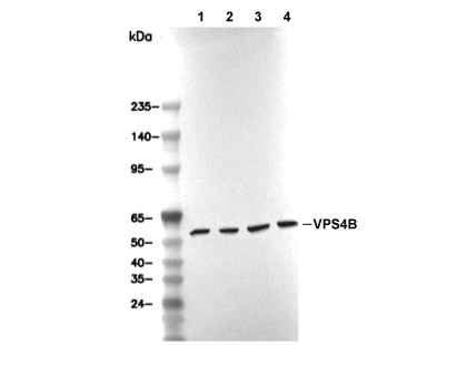 F4930-wb
