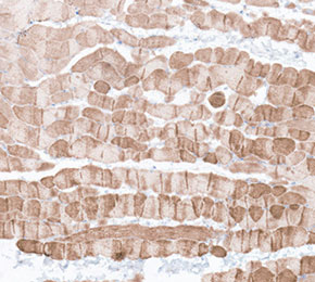 F4947-IHC1