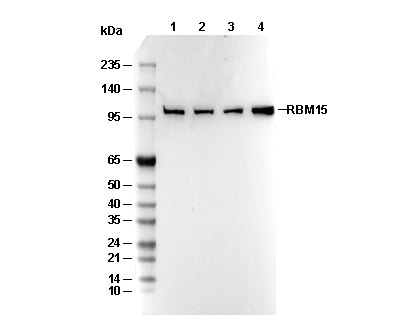 RBM15 Antibody [B16G2] WB