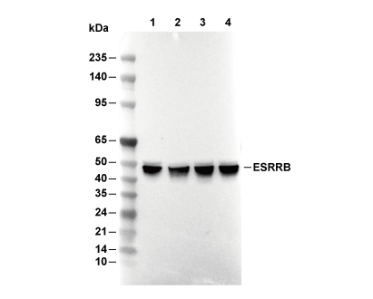 ESRRB Antibody [H9C3] WB