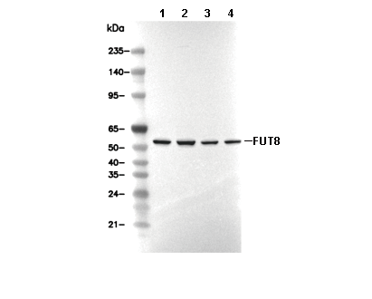 FUT8 Antibody [P15J12] WB