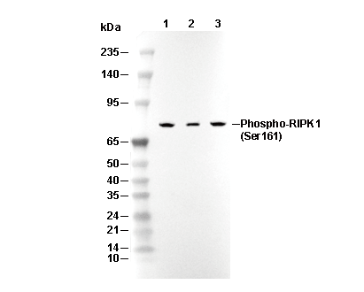 Phospho-RIPK1 (Ser161) Antibody [A1A2] WB