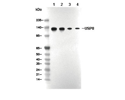 USP8 Antibody [K18J18] WB