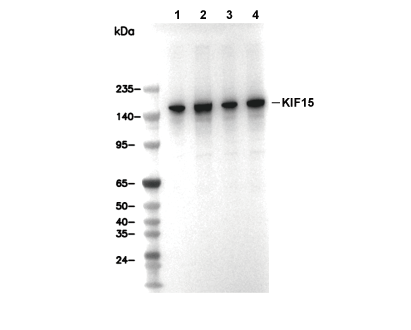 KIF15 Antibody [M12M19] WB