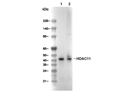 HDAC11 Antibody [H19H1] WB