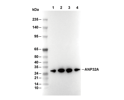 ANP32A Antibody [D12M13] WB