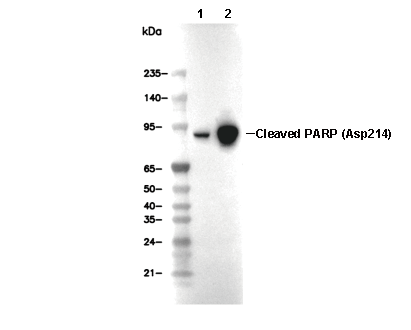 Cleaved PARP (Asp214) Antibody [C3D4] WB