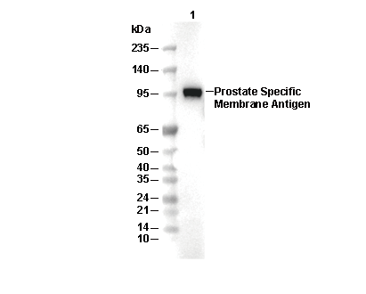 PSMA Antibody [A11C13] WB