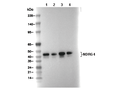 NDRG4 Antibody [K2B13] WB