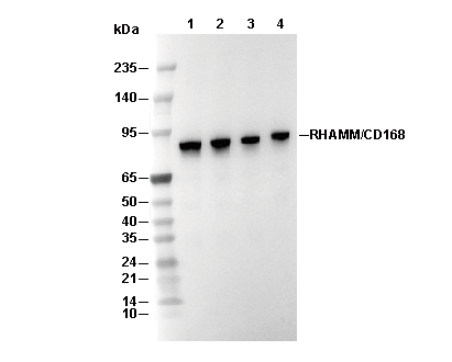 RHAMM/CD168 Antibody [F19D7] WB
