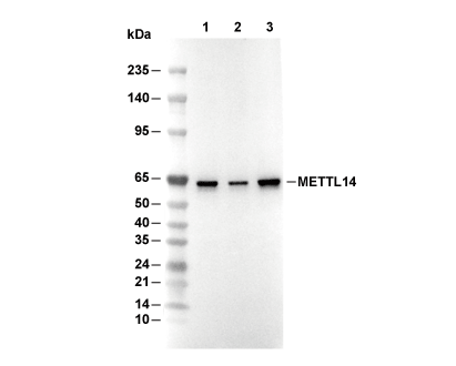 METTL14 Antibody [A8N22] WB