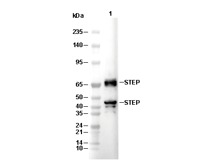 STEP Antibody [A7M19] WB