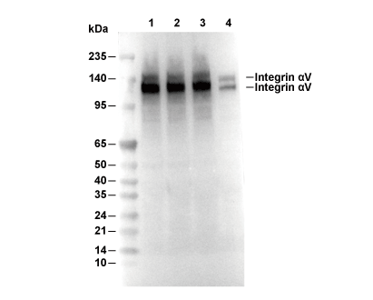 Integrin &alpha;V Antibody [P12L6] WB