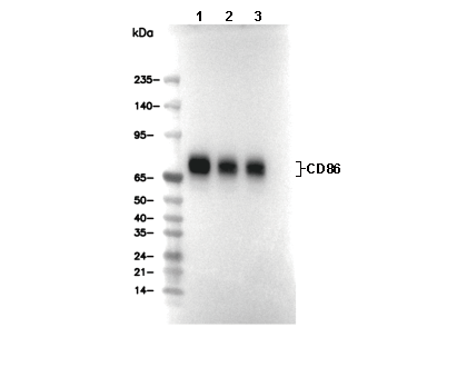 CD86 Antibody [M17L10] WB