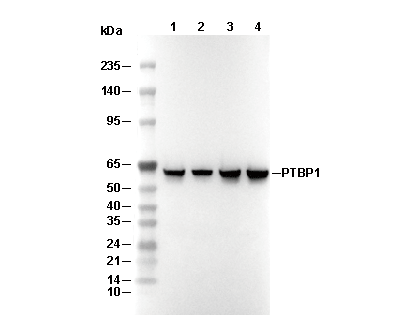 PTBP1 Antibody [L20G7] WB