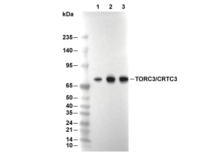 CRTC3 Antibody [M6H14] WB