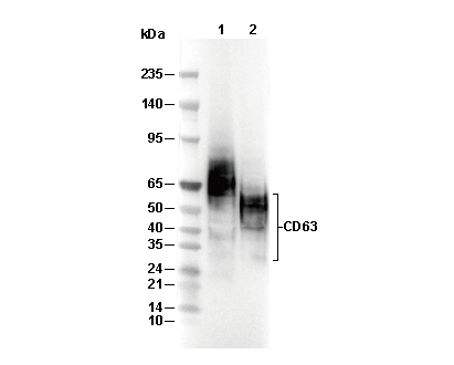 CD63 Antibody [P10C2] WB