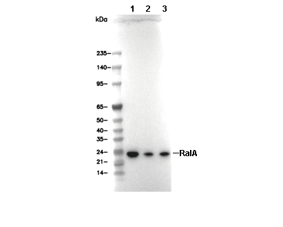 RALA Antibody [G17M6] WB