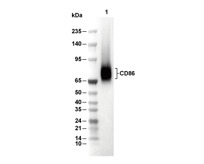 CD86 Antibody [L10K15] WB