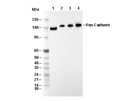 Pan-Cadherin Antibody [J6A2] WB
