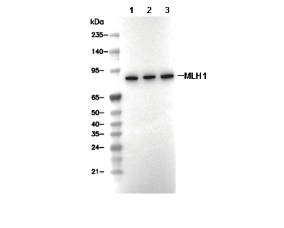 MLH1 Antibody [P20K16] WB