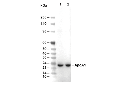 ApoA1 Antibody [L13J2] WB