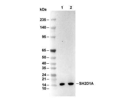 SH2D1A Antibody [C12N16] WB