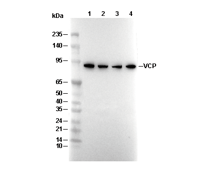 VCP Antibody [P13E12] WB