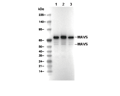MAVS Antibody [H8N11] WB