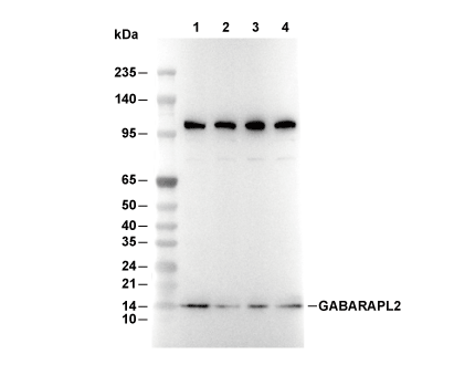 GABARAPL2/GATE-16 Antibody [J14F14] WB