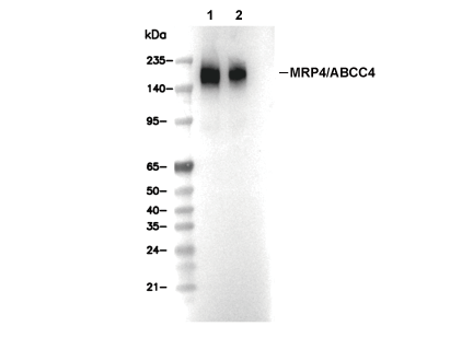 MRP4/ABCC4 Antibody [E23K18] WB