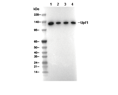Upf1 Antibody [E5D18] WB