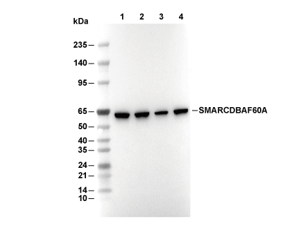 SMARCD1/BAF60A Antibody [H10L13] WB
