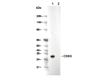 CDK5 Antibody [H9D2] WB