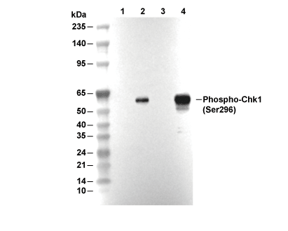 Phospho-Chk1 (Ser296) Antibody [F19D13] WB