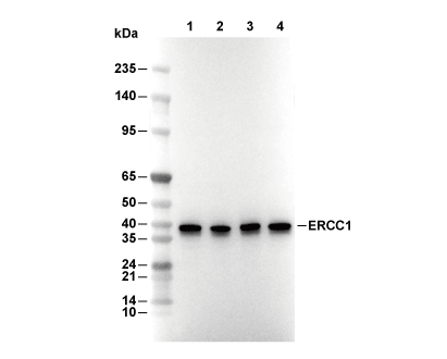 ERCC1 Antibody [E18K16] WB