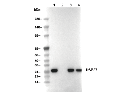 HSP27 Antibody [D13K14] WB