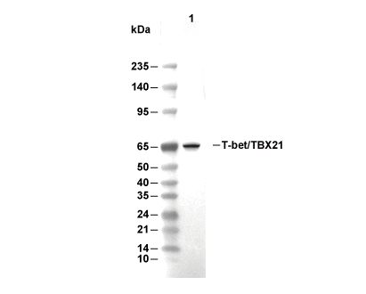 T-bet/TBX21 Antibody [B10M22] WB