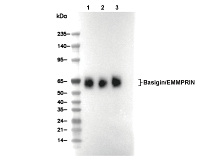 CD147 Antibody [D10H20] WB