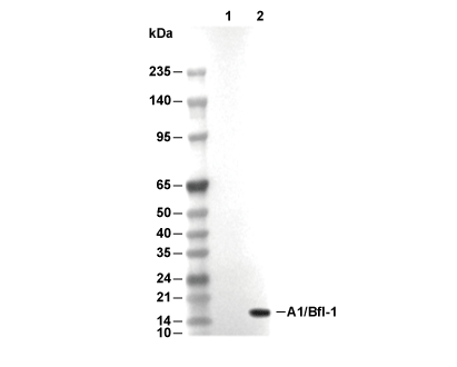 A1/Bfl-1 Antibody [N2F22] WB