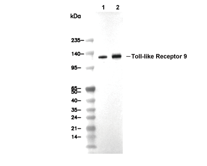 Toll-like Receptor 9 Antibody [M15F23] WB