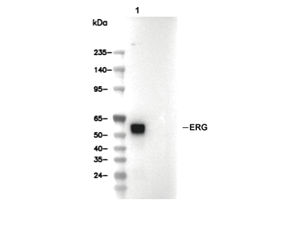 ERG Antibody [N14M7] WB