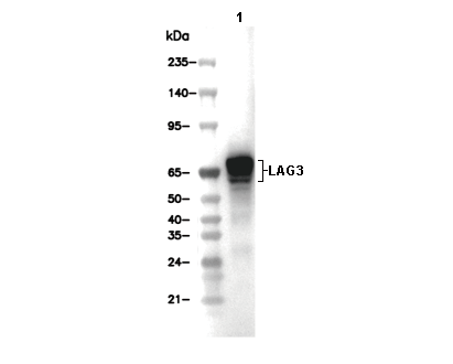 LAG3 Antibody [B14L17] WB