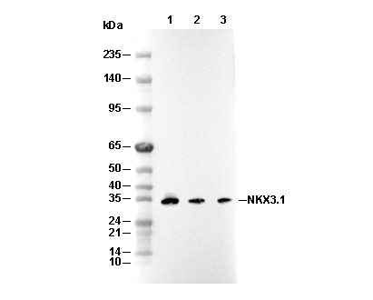NKX3.1 Antibody [C3L21] WB