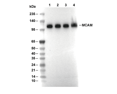 MCAM Antibody [N21F20] WB