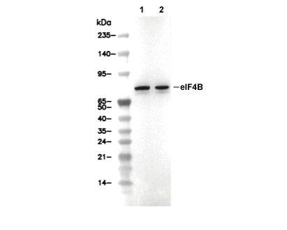 eIF4B Antibody [D13A19] WB