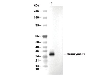 Granzyme B Antibody [A1B9] WB
