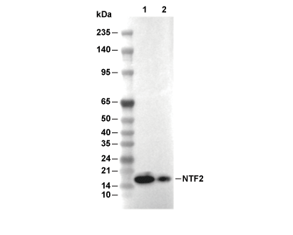 NTF2 Antibody [A24B24] WB